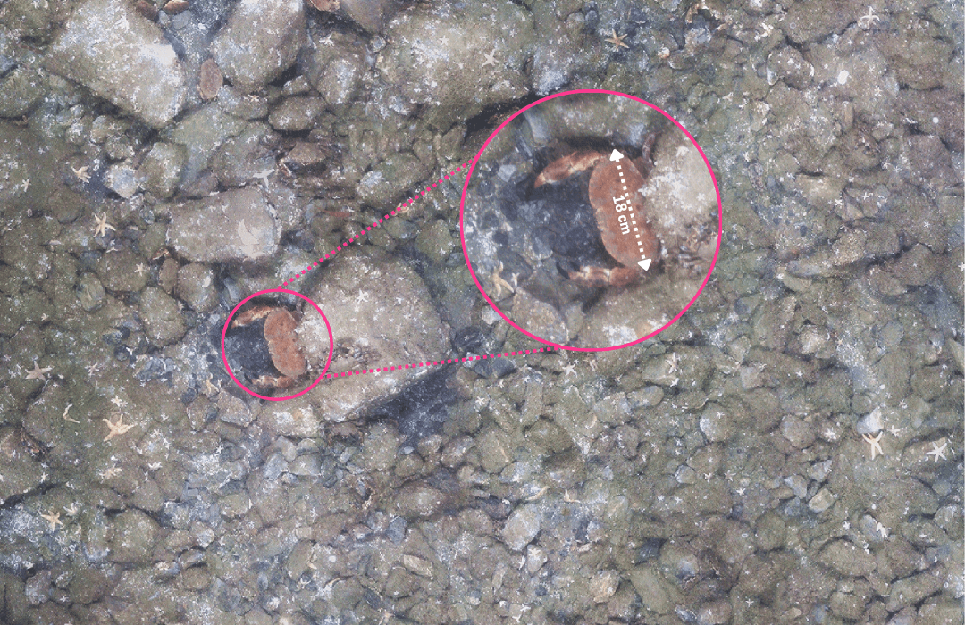 High-resolution seabed scan from a Lobster Robotics Scout drone